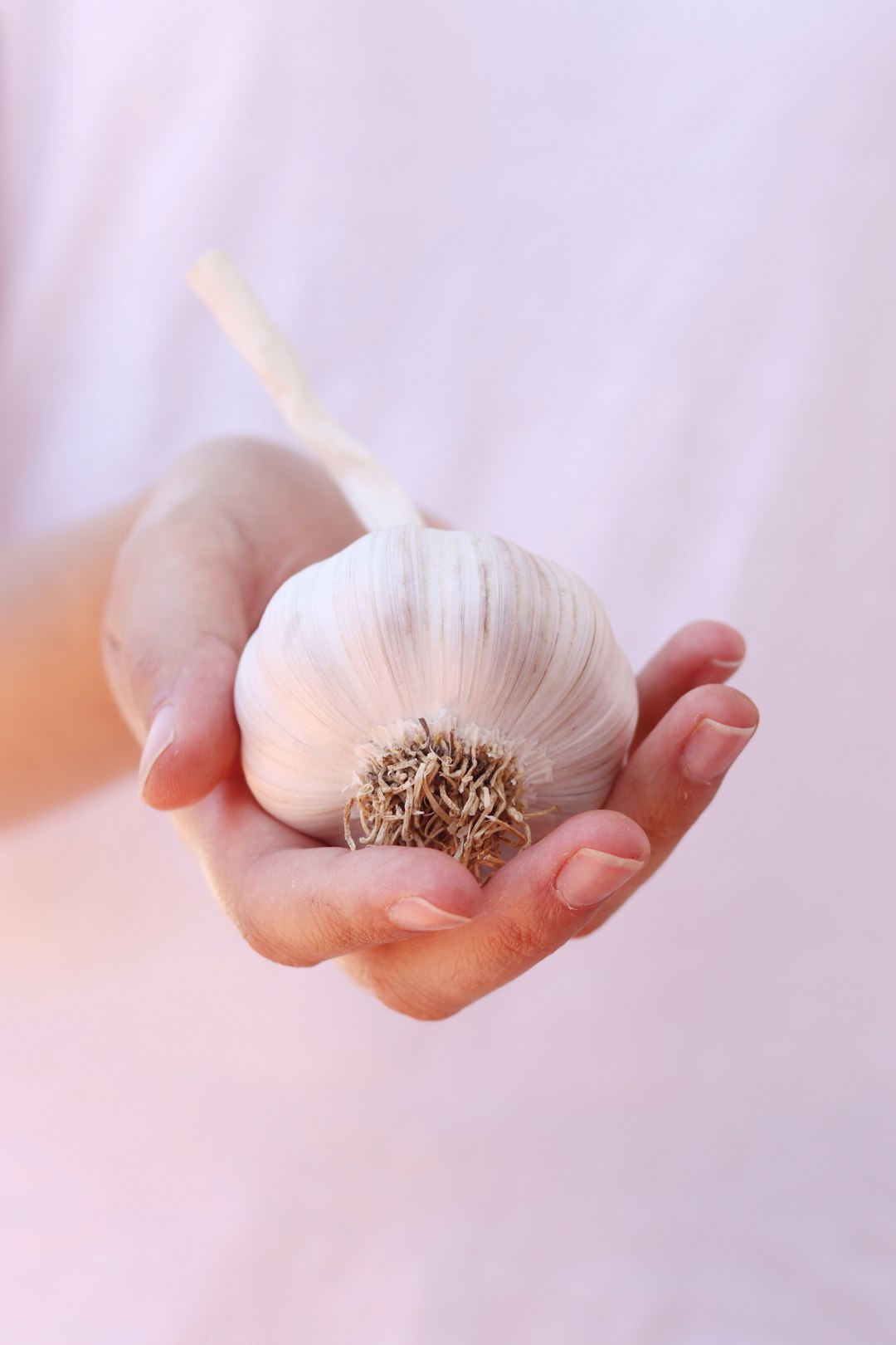Hand holding home grown organic garlic in a white soft background.